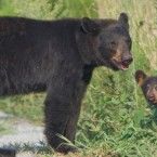 Estudio demuestra que los osos supervisados por drones son estresados