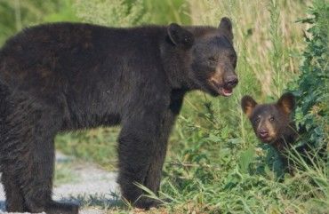 Estudio demuestra que los osos supervisados por drones son estresados