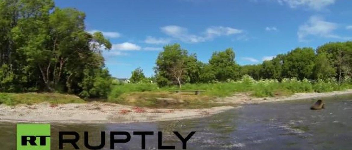 Un hombre se encierra en una jaula para estar cerca de los osos y poder grabarlos para su estudio
