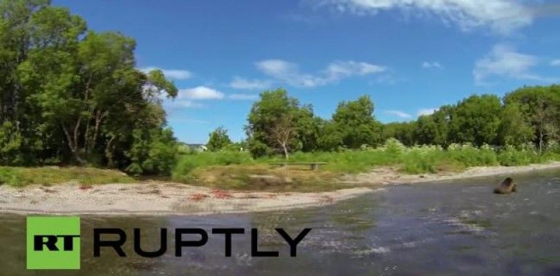 Un hombre se encierra en una jaula para estar cerca de los osos y poder grabarlos para su estudio