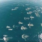 Un hombre captura con su dron una estampida de delfines