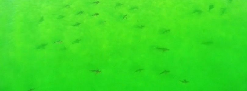 Dron graba cientos de tiburones cerca de la playa de Florida