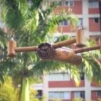 Bambudron y proyecto Ecodrones