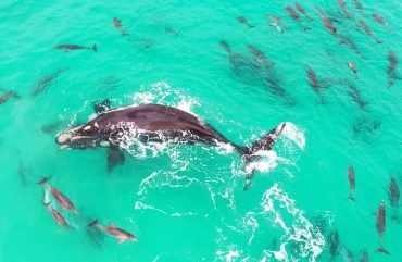 Vídeo de una ballena rodeada de delfines en ojos de un Inspire 2