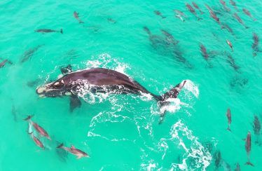 Vídeo de una ballena rodeada de delfines en ojos de un Inspire 2