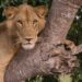 Drones DJI: La revolución en la conservación de leones en Uganda por el Dr. Braczkowski