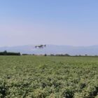 Drones para la agricultura: DJI y Peak3 lanzan un innovador seguro para agricultores tailandeses