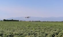 Drones para la agricultura: DJI y Peak3 lanzan un innovador seguro para agricultores tailandeses